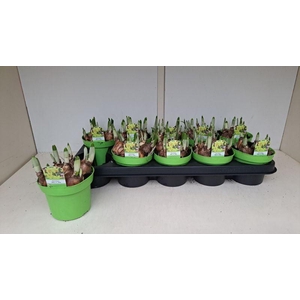 NARCIS O TETE A TETE