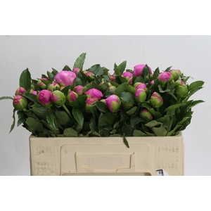 Paeonia Monsieur Jules Elie