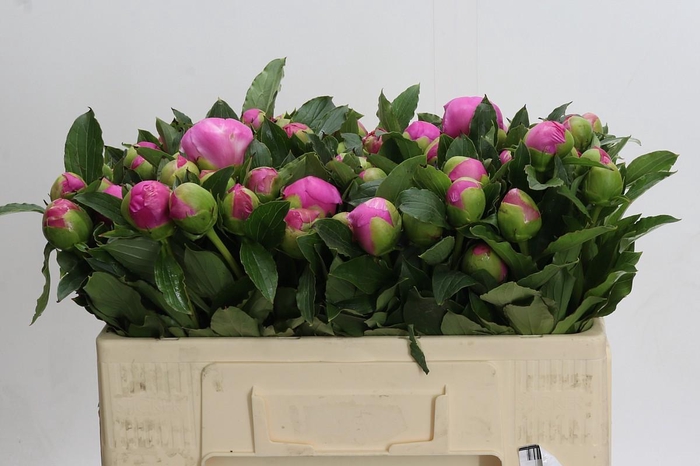 <h4>Paeonia Monsieur Jules Elie</h4>