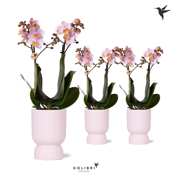 <h4>Kolibri Orchids Phalaenopsis pink 2 spike in Diabolo pot pink</h4>