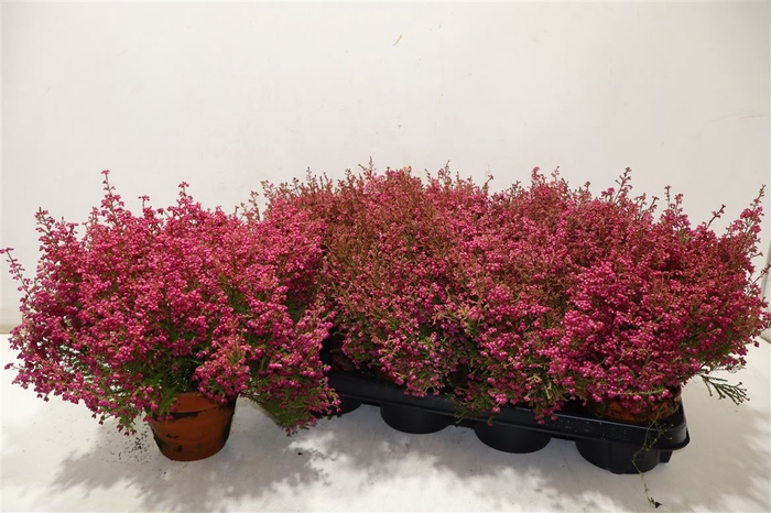 <h4>Eric Gracil Ov In Terra Cotta Pot</h4>