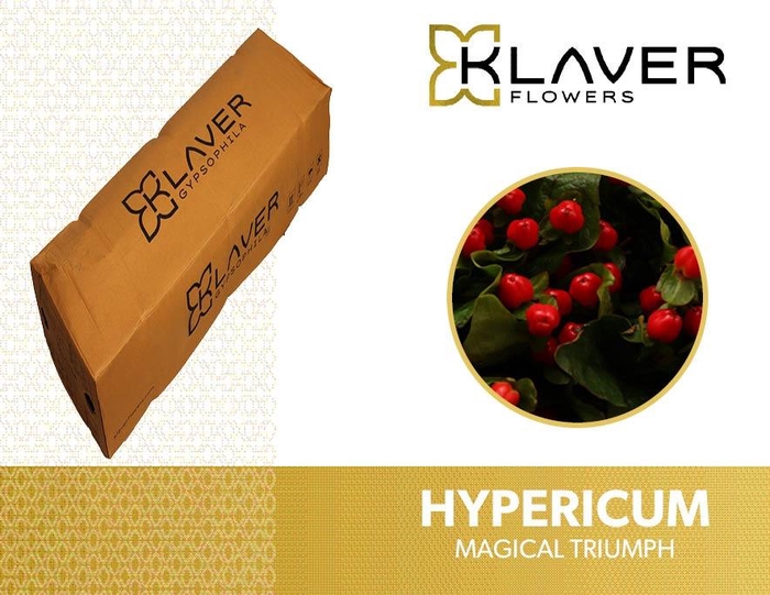 <h4>HYP MAG TRIUMPH</h4>