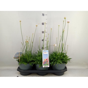 Armeria pseud. 'Ball White'