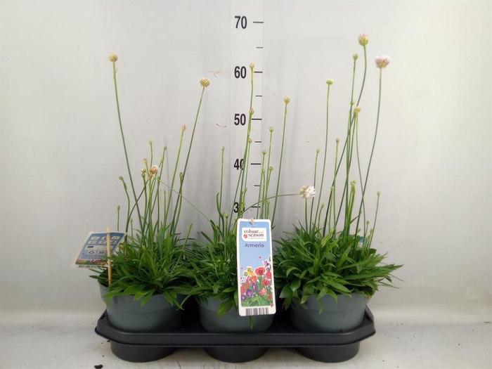 <h4>Armeria pseud. 'Ball White'</h4>