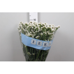 Lim S White Starl Wings