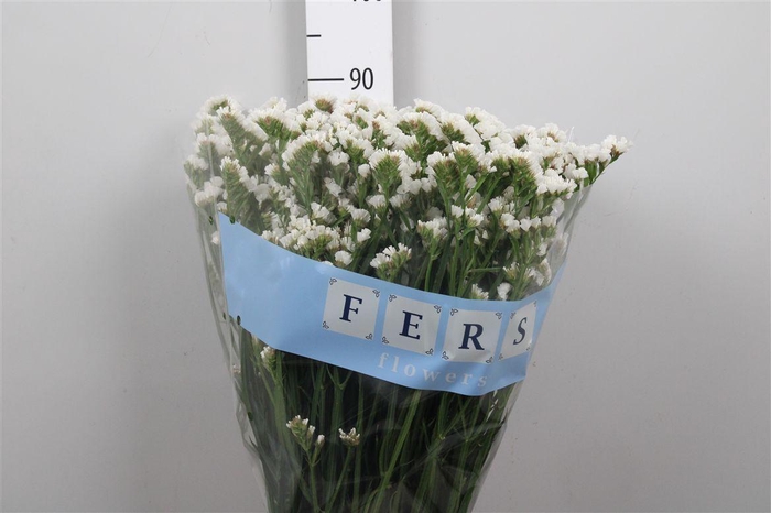 <h4>Lim S White Starl Wings</h4>