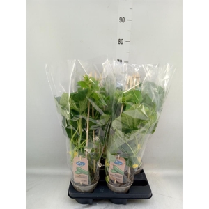 Cucumis sativus   ...