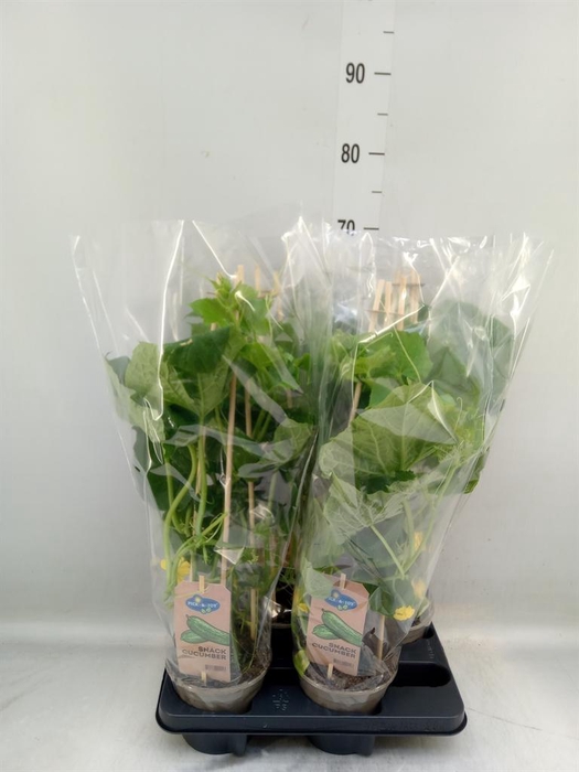 <h4>Cucumis sativus   ...</h4>