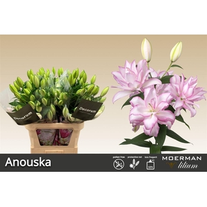 Li Or Du Roselily Anouska
