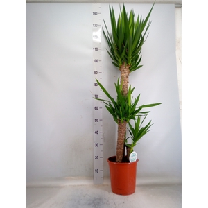 Yucca   ...