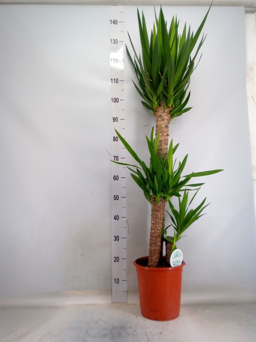 <h4>Yucca   ...</h4>