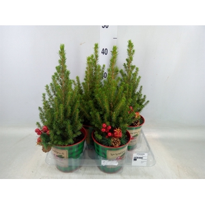 Picea glauca 'Conica'