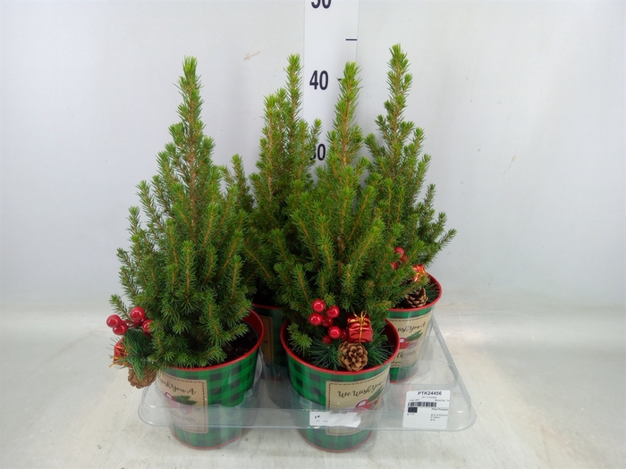 <h4>Picea glauca 'Conica'</h4>