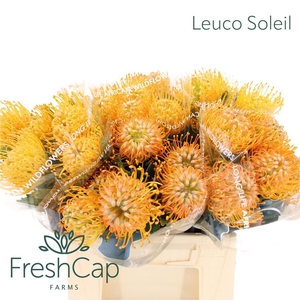 Leuco Soleil
