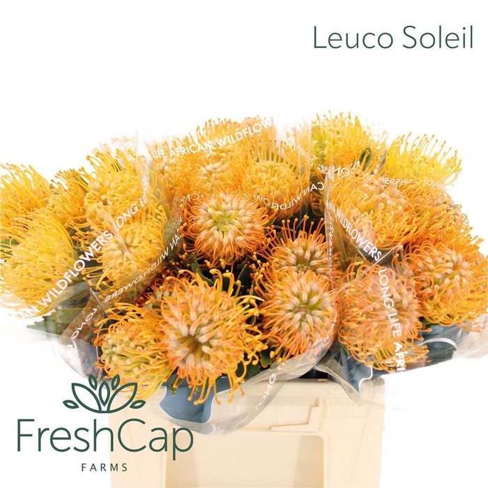 <h4>Leuco Soleil</h4>