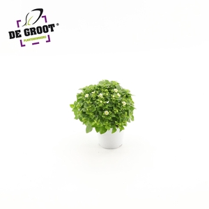 Exacum affine 'White Star'