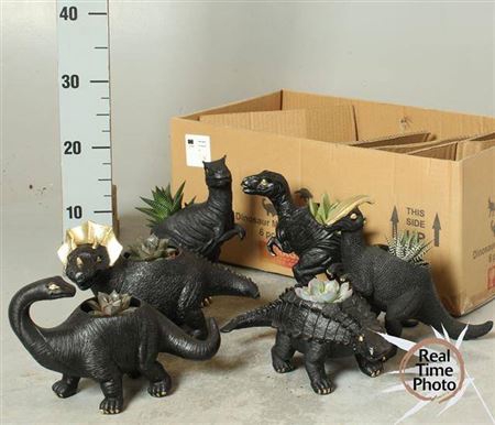 <h4>Arr Succulenten Dino</h4>