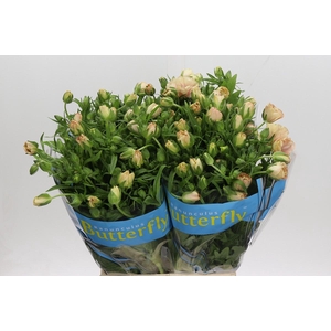 Ranunculus Butterfly Hestia