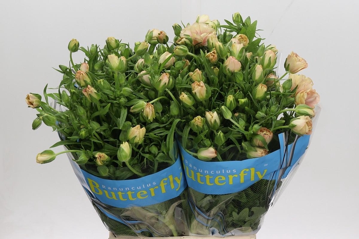 <h4>Ranunculus Butterfly Hestia</h4>