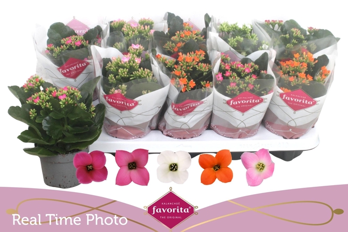 <h4>KAL EN GEM 5 KL</h4>