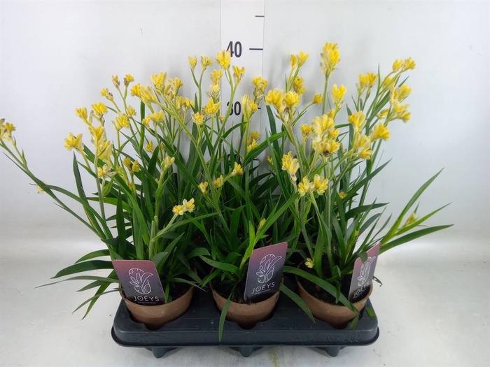 <h4>Anigozanthos   ...</h4>