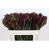 Leucadendron Saf Sunset Dark R.
