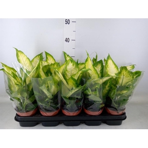 Dieffenbachia  'Camilla'