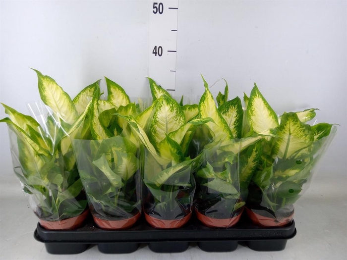 <h4>Dieffenbachia 'Camilla'</h4>