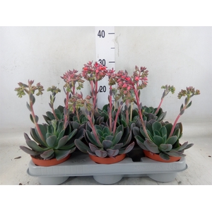Echeveria  'Blue Prince'