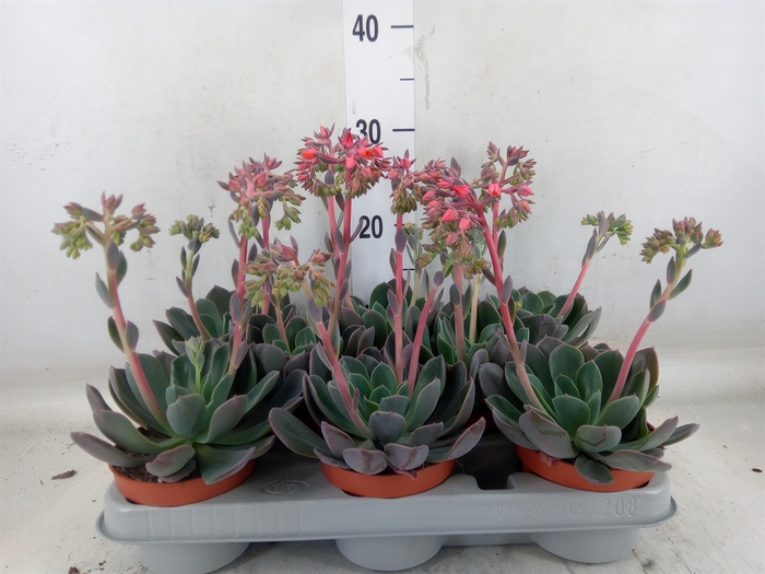 <h4>Echeveria  'Blue Prince'</h4>