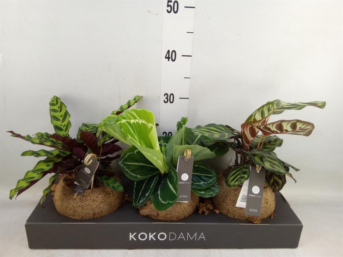 <h4>Calathea   ...mix 3</h4>