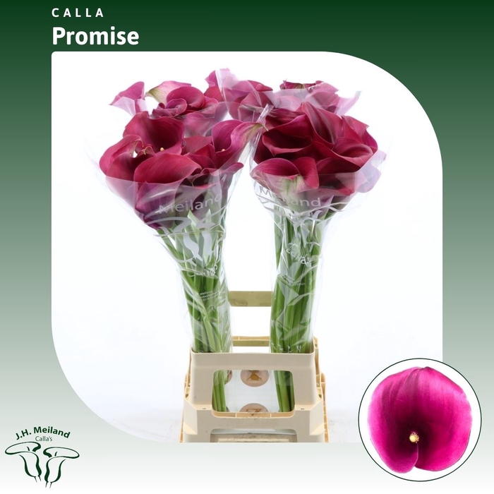 <h4>Calla Promise</h4>