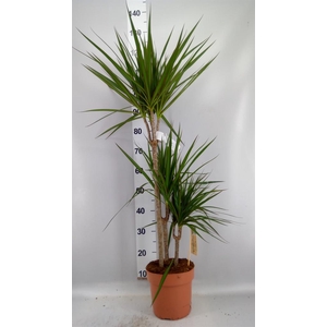 Dracaena marg.