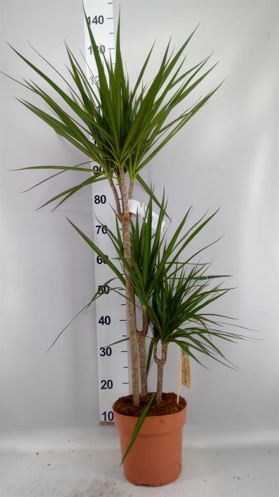 <h4>Dracaena marg.</h4>