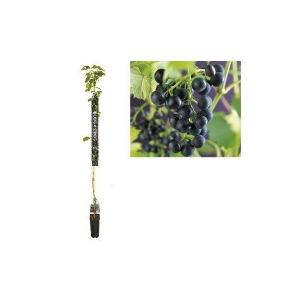 <h4>Vitis 'Regent' +Long & strong label</h4>