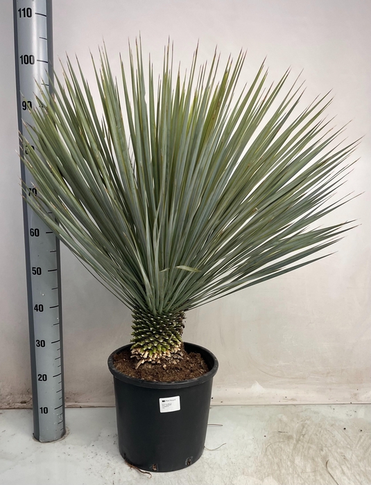 <h4>YUC ROSTRATA</h4>