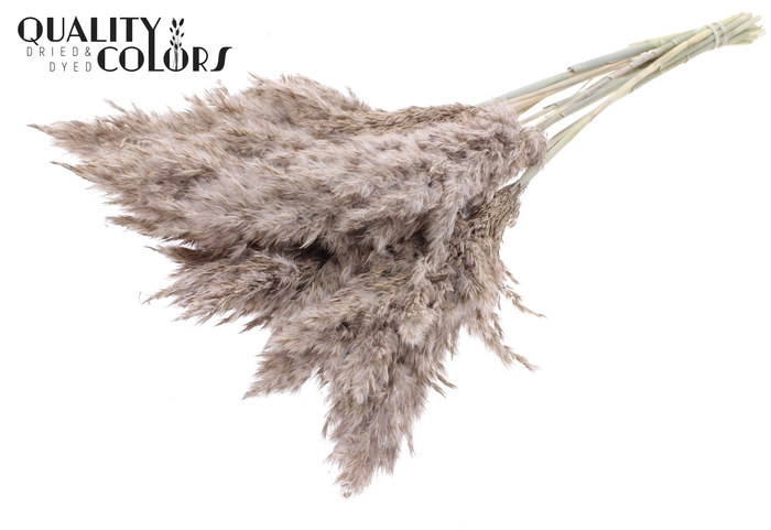 <h4>Pampas Grass 70cm 10st/bunch Frosted White</h4>