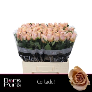 Rosa a grande fleur Cortado!