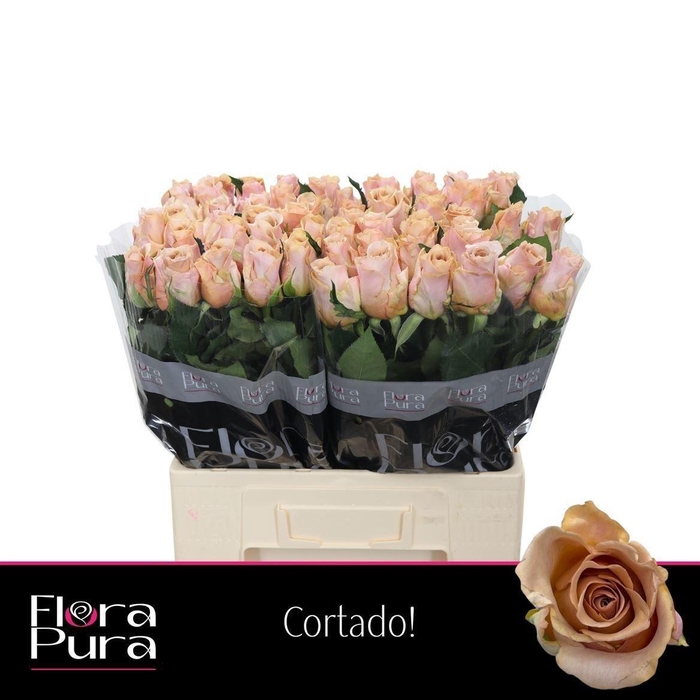 <h4>Rosa a grande fleur Cortado!</h4>