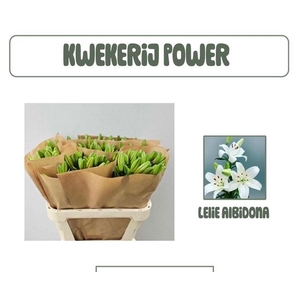 LI LA ALBIDONA WHITE