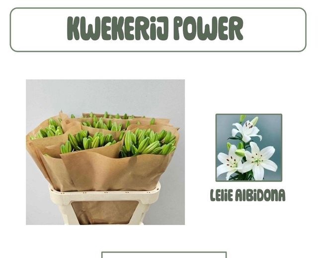 <h4>LI LA ALBIDONA WHITE</h4>