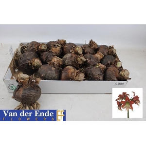 BLOEMBOL HIPPEASTRUM