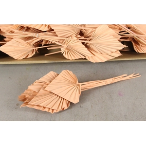 DF Palm Spear Medium Apricot
