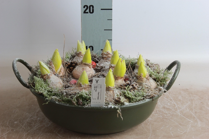 <h4>Arr Hyacinth</h4>