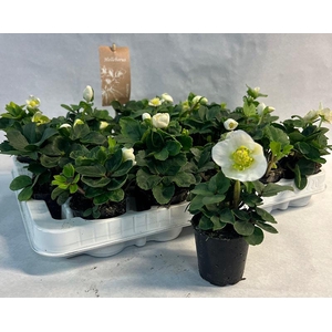 HELLEBORUS NIGER p7