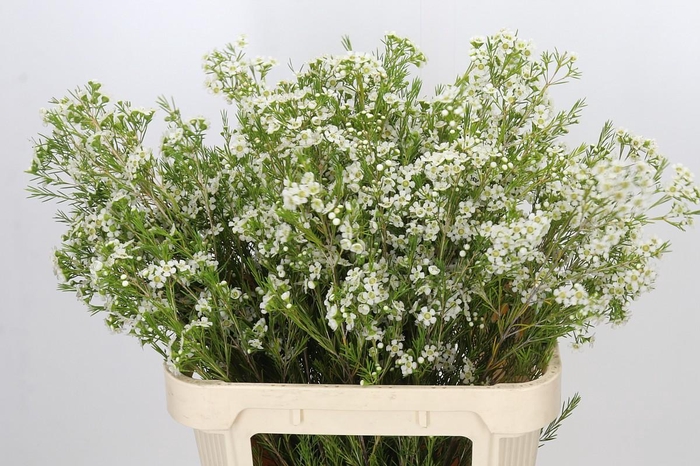 <h4>Chamelaucium Ofir</h4>