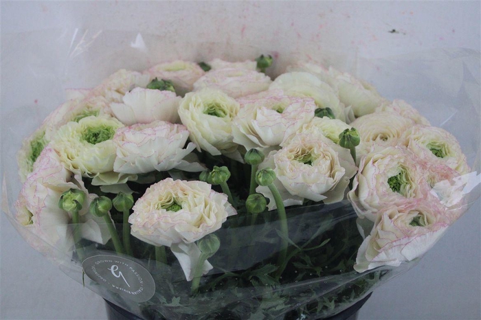 <h4>Ran Cloni Sup Queen</h4>