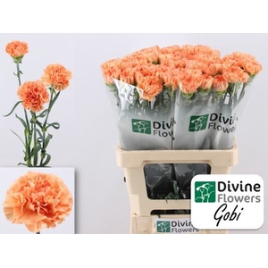 Dianthus ST 'Gobi'