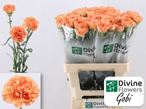 <h4>Dianthus ST 'Gobi'</h4>