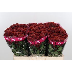 Chr San Aaa Doria Ch